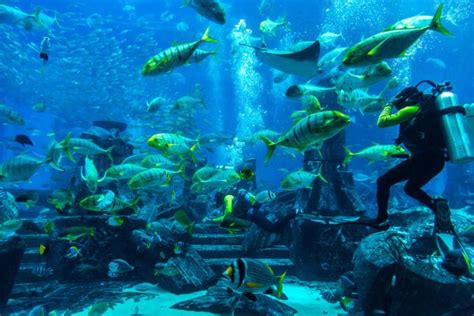 Dubai aquarium Stock Photos, Royalty Free Dubai aquarium Images | Depositphotos