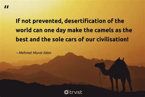 12 Camel Quotes About The Desert Companions