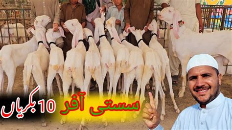 Gulabi Bakriya 2023 Sabir Goat Farm Sasti Offer 03354746487 Rajanpuri