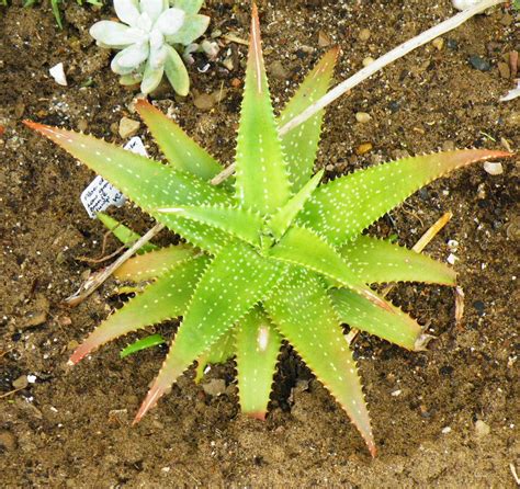 Little Treasures Of Life Aloe Dorothea Hybrid