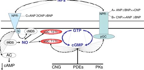 Schematic Representation Of The Two Cgmp Generating Systems No