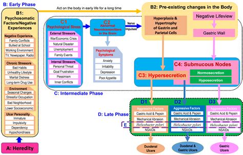 Painting A Complete Picture Of The Pathogenesis Of Peptic Ulcers