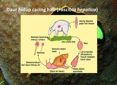 Detail Gambar Daur Hidup Fasciola Hepatica Koleksi Nomer