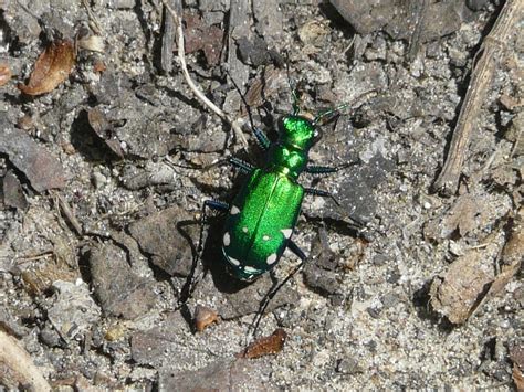 Toronto Wildlife More Six Spotted Tiger Beetles