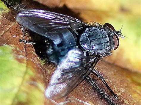 Late Fall Calliphora Calliphora Bugguidenet