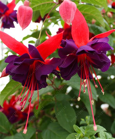 200Pcs Fuchsia Tree Seeds - Pure Bonsai