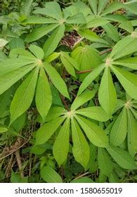 Cassava Leaves Contain Various Nutrients That Stock Photo 2257546779