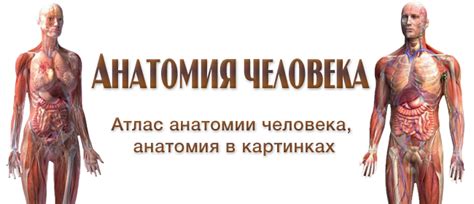 Таз в целом. | Анатомия в картинках. Атлас анатомии человека онлайн ...