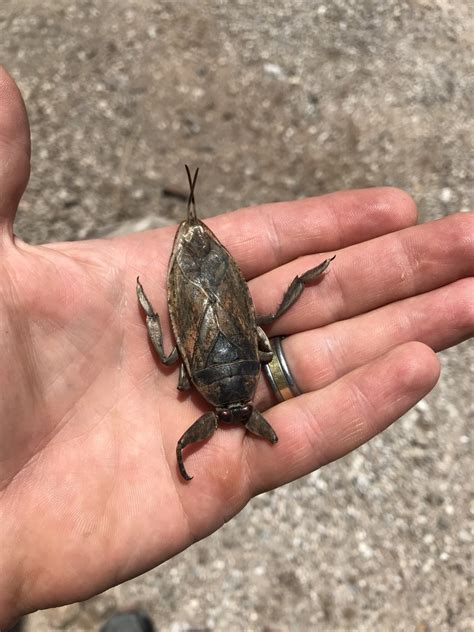 Lethocerus Medius From E Marsh Station Rd Vail Az Us On July