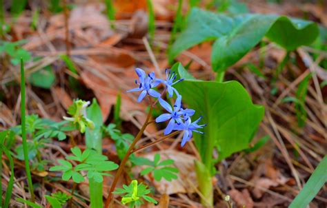 Wallpaper Spring, Spring, blue flowers, Blue flowers images for desktop ...