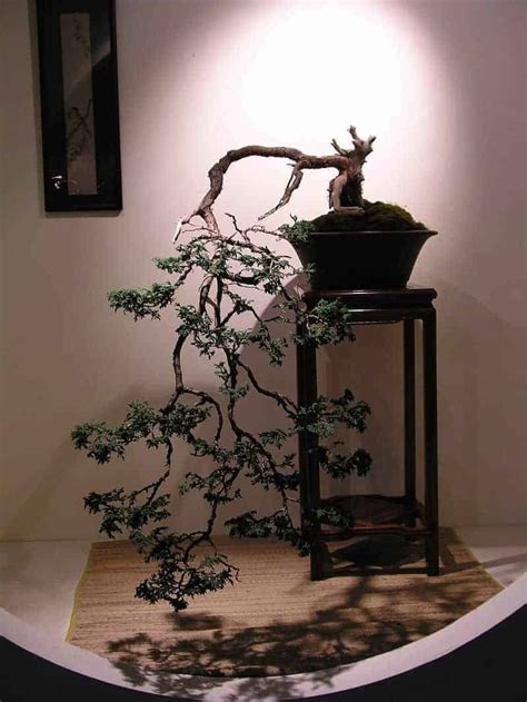 Indoor Bonsai Style Ideas As Home Decor Small Garden Ideas