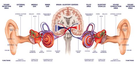 Understanding Hearing Loss Ask The Nurse Expert