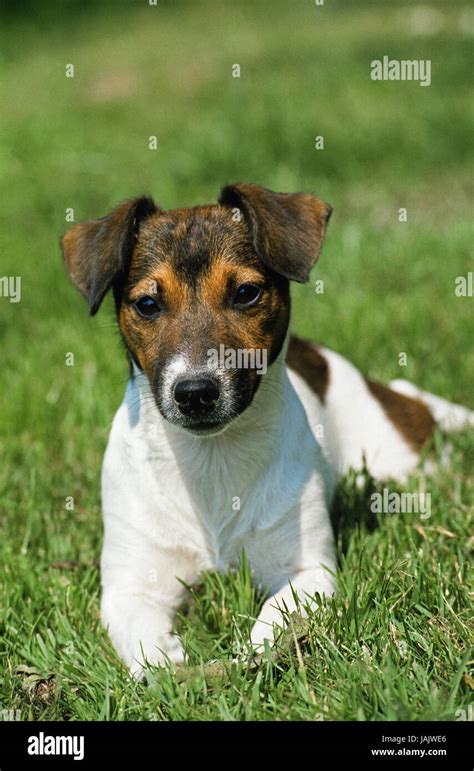 Jack Russel Terriergrass Stock Photo Alamy