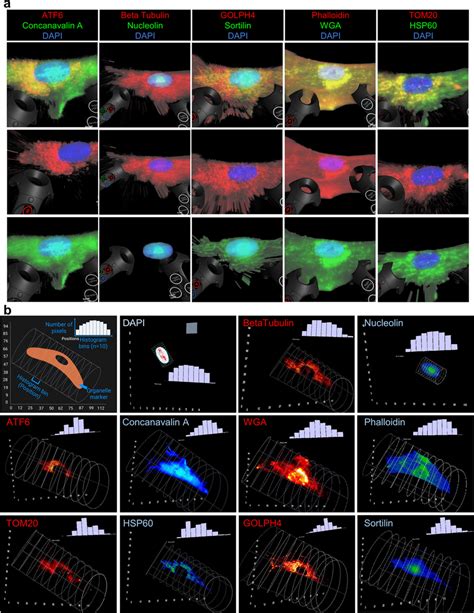 Virtual Reality Based Visualization And Analysis Of Organelle Imaging Download Scientific