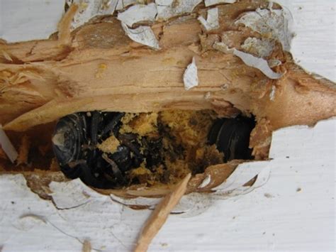 Carpenter Bee Damage C H Custom Built Quality Homes