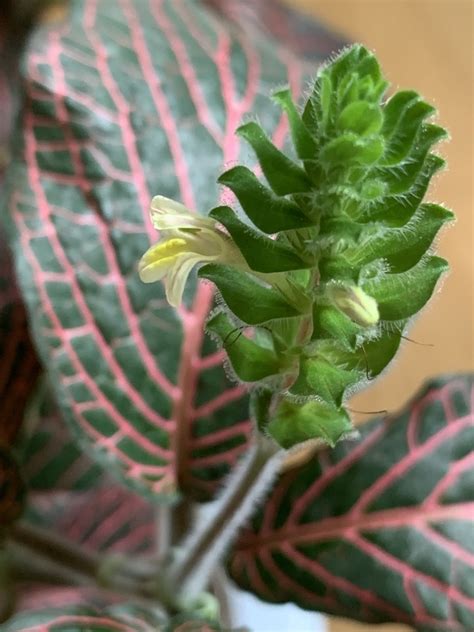 Fittonia Albivenis Jewel Plant Mosaic Plant Nerve Plant Silver