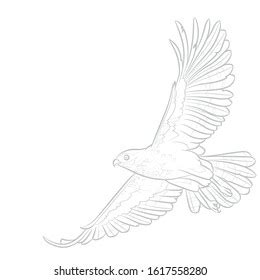 Flying Hawk Line Drawing Vector Illustration Stock Vector (Royalty Free ...