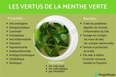 Menthe Verte Propri T S Bienfaits Et Utilisation