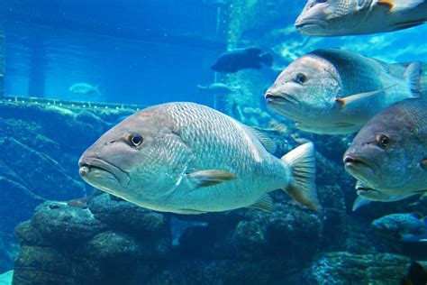 fish  aquarium swimming   stock photo public domain pictures