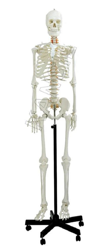 Pvc Human Skeleton Male Life Size Articulated At In New