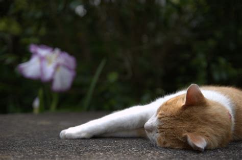 猫の死期が近い12のサイン ねこちゃんホンポ