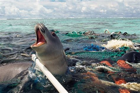 LIXO NO MAR Poluição Ecologia Curiosidade Perigo