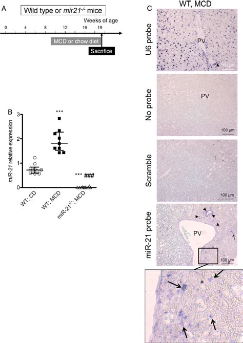 Microrna 21 Mir 21 Was Overexpressed In The Liver Of Wild Type Wt