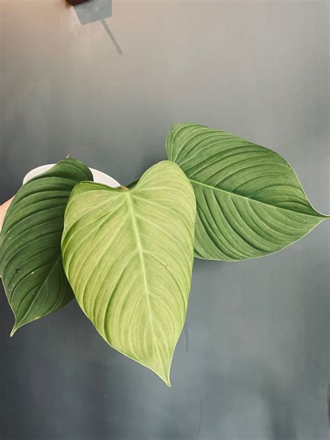 Philodendron Fuzzy Petiole Furniture Home Living Gardening Plants