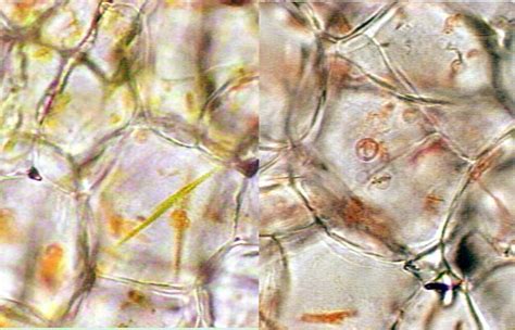 Knowledge Class: Plastids: Diverse Membrane-Bound Organelles in Plant ...