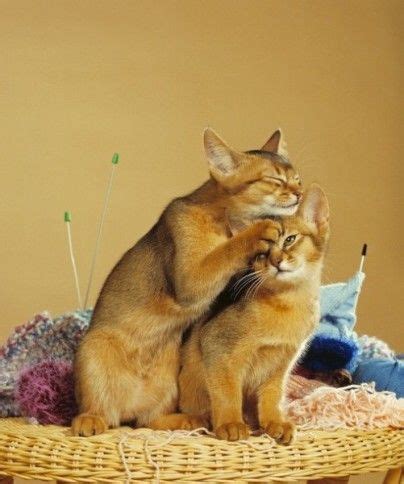 Most Playful Cat Breeds These Cats Love To Play Abyssinian Cats