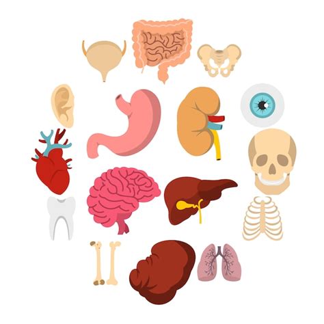 Premium Vector Human Organs Set Flat Icons