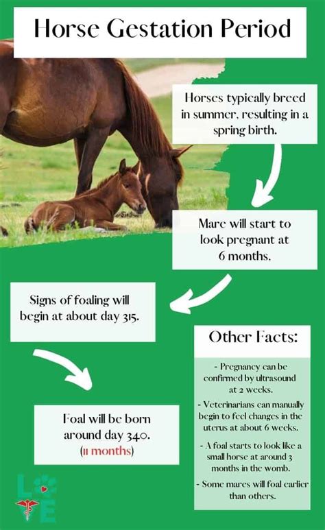 The Horse Gestation Period | Horse care tips, Equine veterinary, Horse care