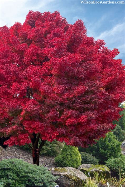 Buy Tobiosho Japanese Maple Tree | FREE SHIPPING | Wilson Bros Gardens ...