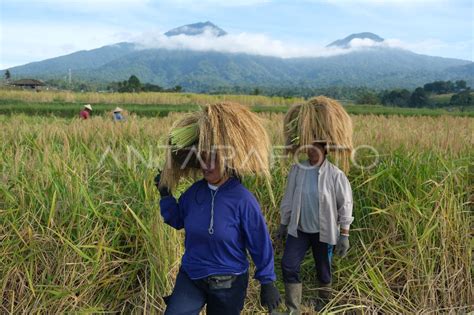 Panen Raya Padi Beras Merah Di Tabanan Bali Antara Foto