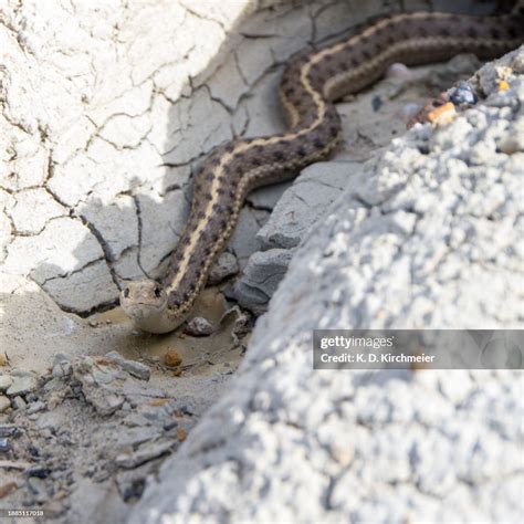 Juvenile Wandering Garter Snake In Drumheller High-Res Stock Photo ...