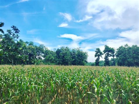 17 Gambar Kebun Jagung