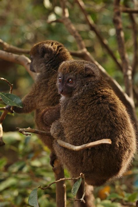 IMG 8502 Eastern Lesser Bamboo Lemur Hapalemur Griseus Lemur