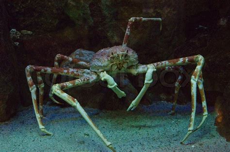 Japanese Spider Crab Stock Image Colourbox