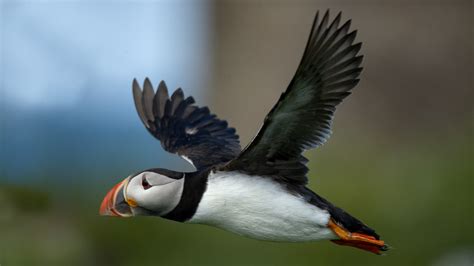 Atlantic Puffin BirdForum