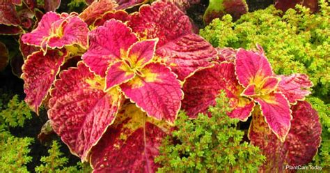 Is Coleus Toxic To Cats Keeping Your Cat Safe Hepper Atelier Yuwa