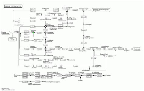 Kegg Pathway Rna Degradation Reference Pathway Ko Sexiz Pix