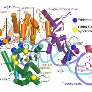 CHD4 DNA Interactions And DNA Distortion A CHD4 Interacts