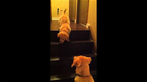 Puppy Teaching Puppy To Go Down Stairs So Cute Original Video