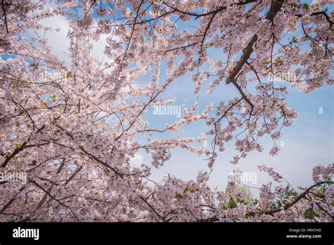 Cherry blossoms in spring at Hirosaki Castle,Aomori Prefecture,Japan ...