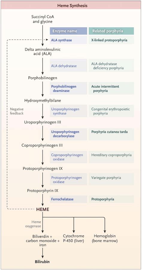 The pathway of heme synthesis, showing pathway intermediates and ...