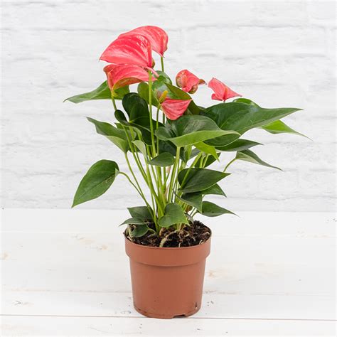 Flamingoblume Anthurium Cm Topf Rosa Zimmerpflanzen Blumen Risse