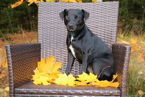 Patterdale Terrier Dog Breed Complete Guide Animal Corner