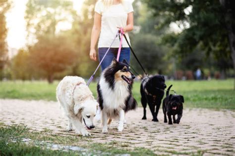 A Pet Sitter And Dog Walker Takes Pet Boarding Guests For A Walk