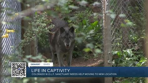 Larimer County Wolf Sanctuary Raising Money To Move To Larger Habitat Youtube