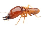 Pest Bug Control In Ventura County Insight Pest Management